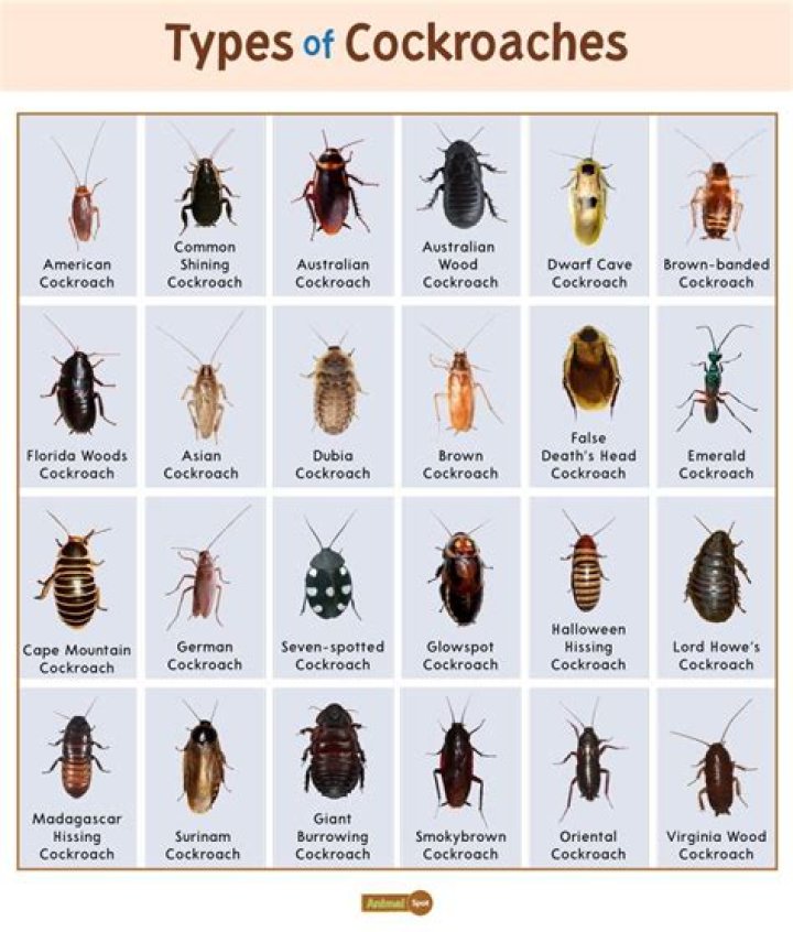 Are There Roaches In Italy? Roaches In Italy: Revealed!