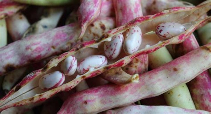 Creative Nicknames For Pinto Beans: A Comprehensive Guide