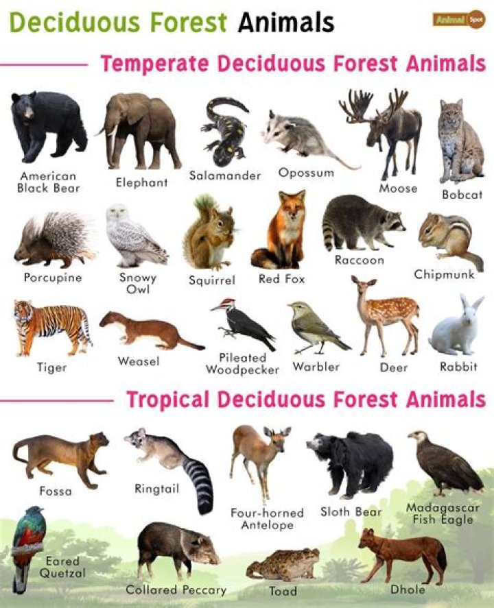 Deciduous Forest Climates: A Comprehensive Guide To Their Unique Dynamics