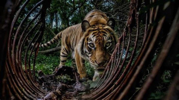 Discover Chris Penn's Unforgettable Images | Chris Penn Photos Gallery