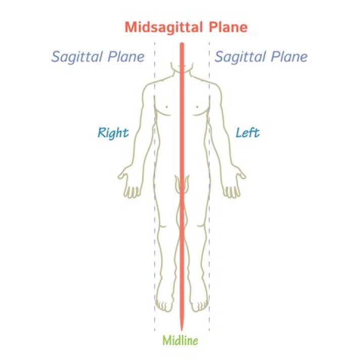 Guide To Sagittal And Midsagittal Planes For Optimal Understanding