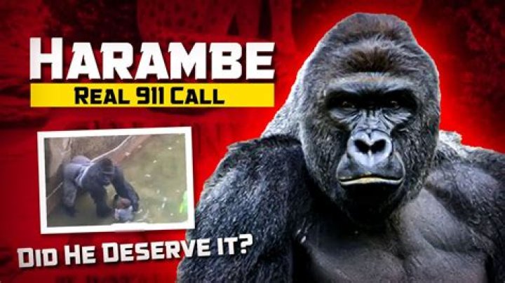 Harambe's Tragic Demise: The Aftermath