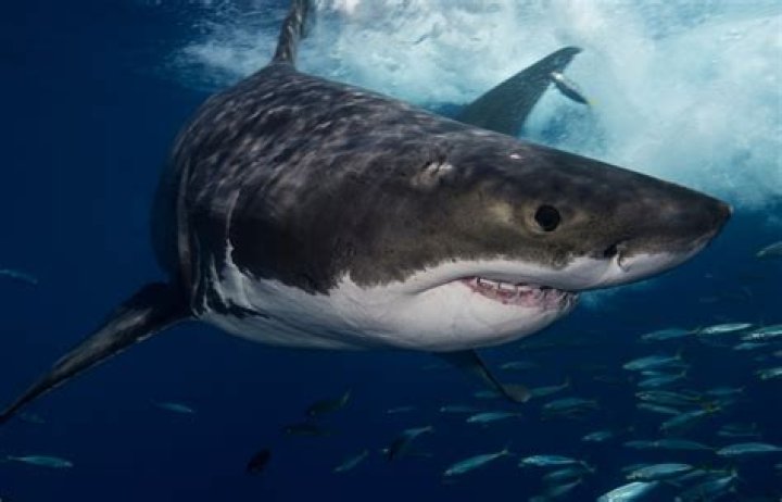 Sharks Scare Easily When They Face Undertakers