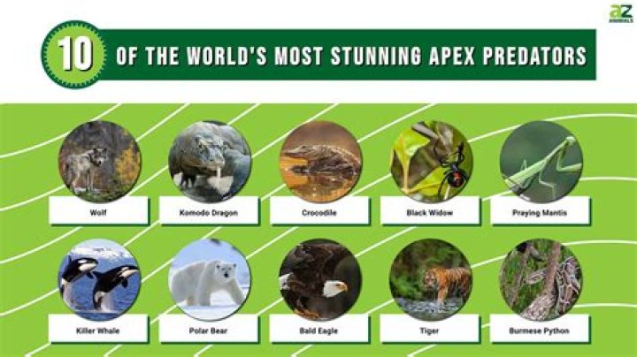 Terrifying Predators: Animals That Target Humans