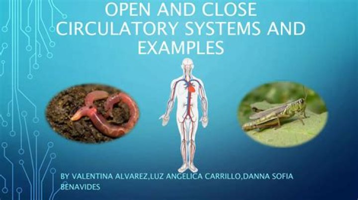 The Comprehensive Guide To Understanding Open Circulatory System Examples