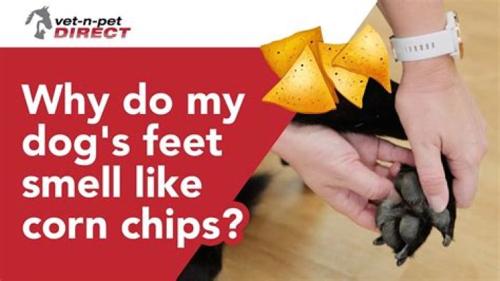 The Curious Case Of Sweat: Why Does It Smell Like Corn Chips?