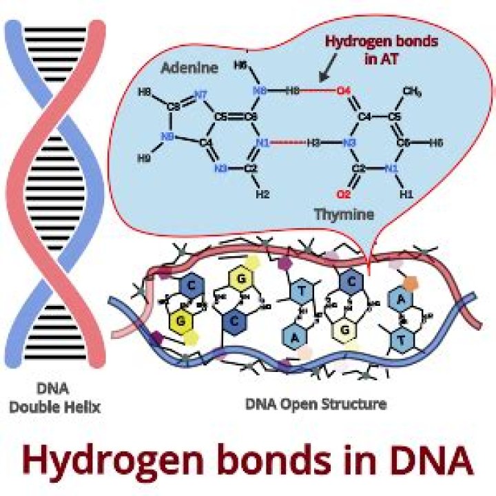 The Essential Guide To Hydrogen Bonds In DNA