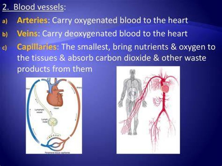 The Essential Guide To The Artery: Understanding The Blood Vessel That Carries Life Away From The Heart