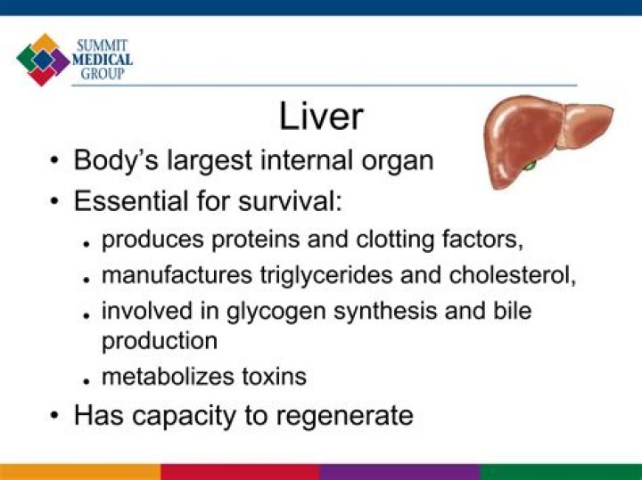 The Largest Internal Organ: A Comprehensive Guide To The Liver