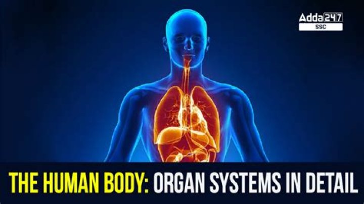The Liver: Your Body's Largest Internal Organ