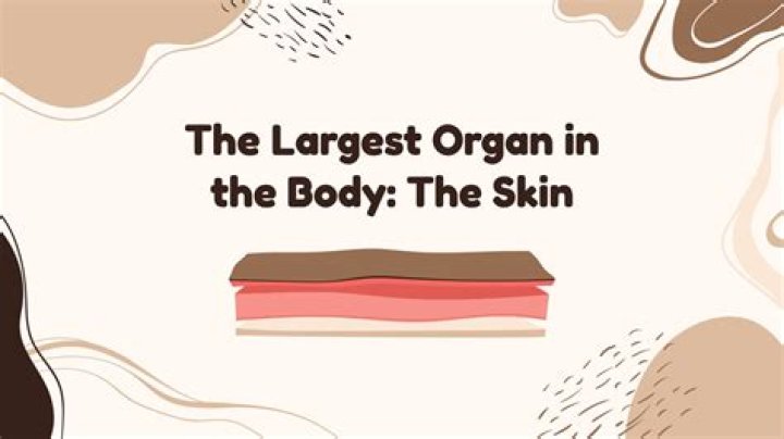 The Skin: The Largest Organ In Your Body