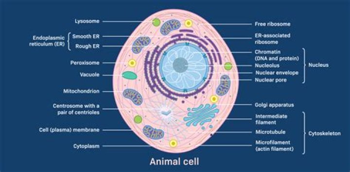 The Ultimate Guide: Do Animal Cells Possess Cell Membranes?