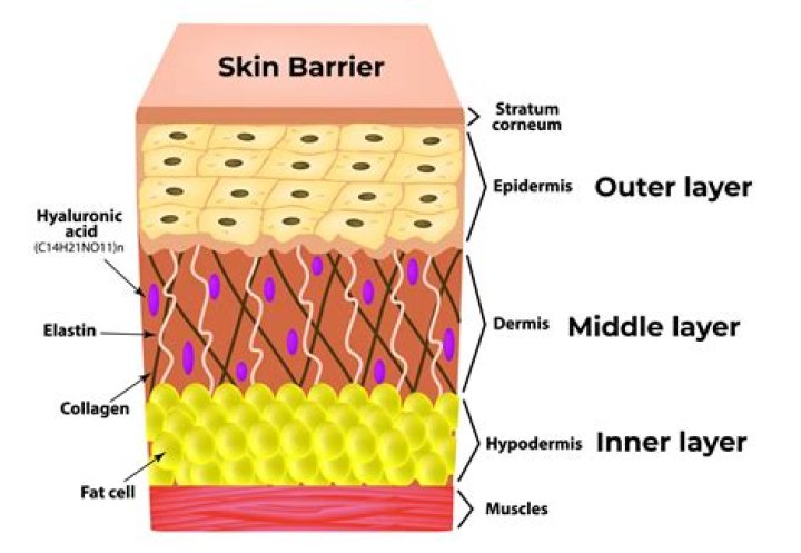 The Ultimate Guide To Your Skin: The Body's Largest Protective Barrier