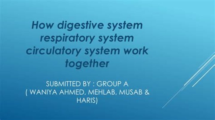 Unraveling The Interplay: How The Respiratory And Circulatory Systems Work Together
