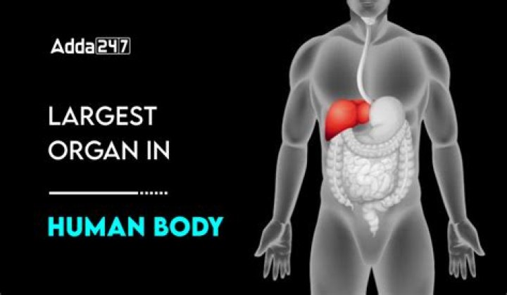 Unveiling The Astonishing: Discover The Largest Organ In The Human Body