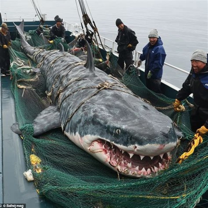 Unveiling The Secrets Of NASA's Megalodon Discovery