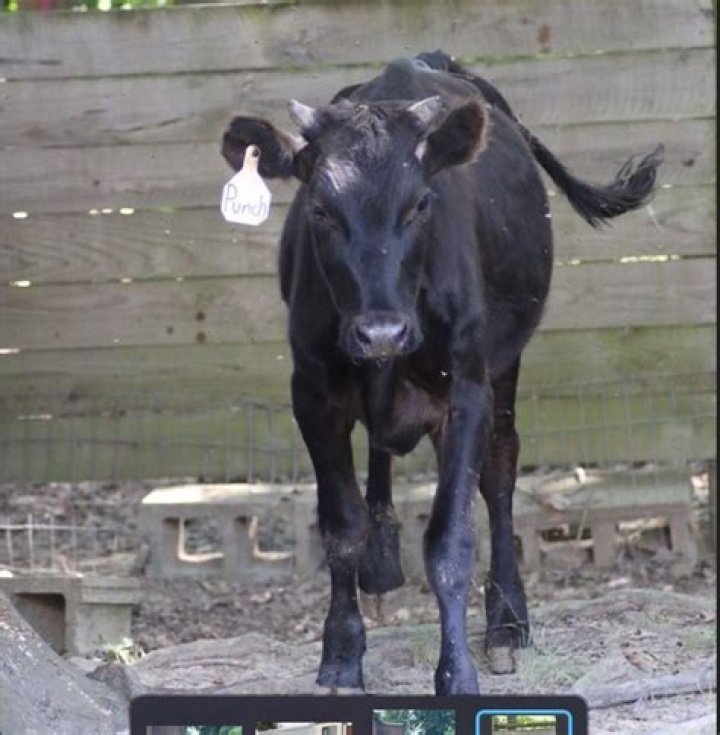 Wisconsin State Fair Bovine Blunder: Name Controversy Sparks Debate